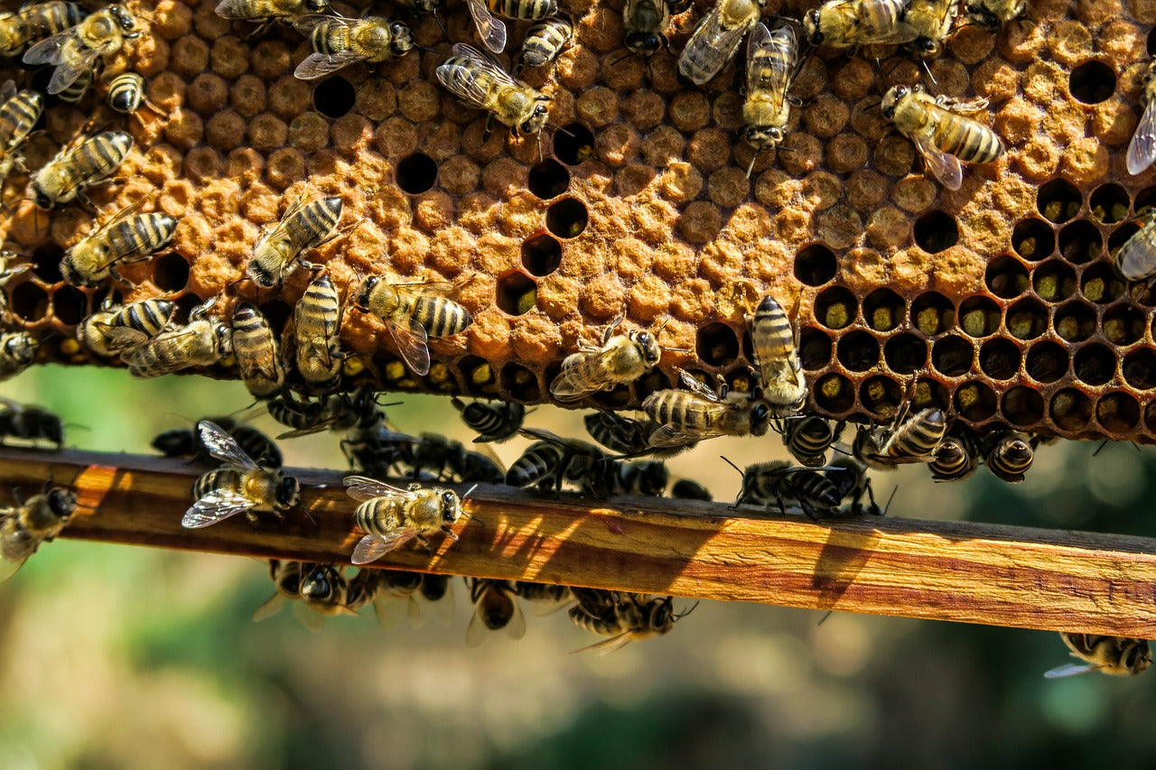 Fantozzi Honey Company