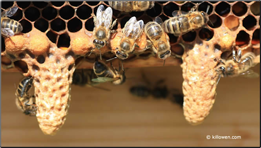 Fantozzi Honey Company