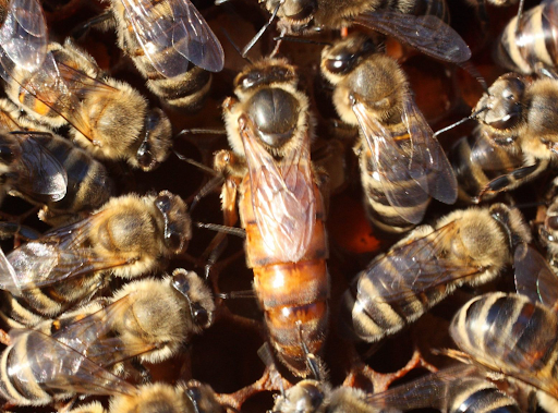 Fantozzi Honey Company
